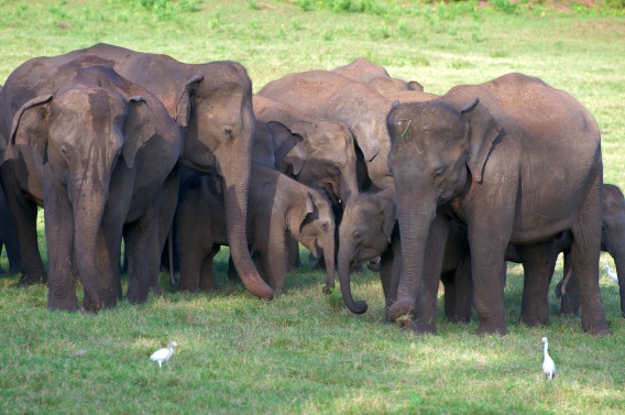 Sri Lankan elephants